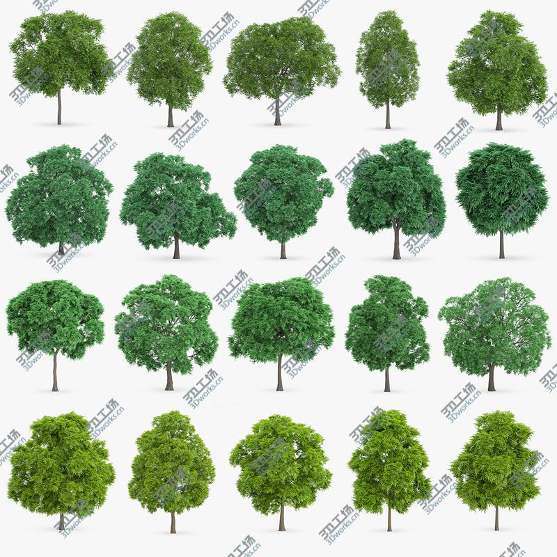 images/goods_img/202105072/Deciduous Trees Collection - 100 Trees/4.jpg